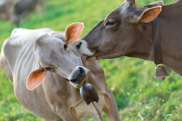 Cow licking the ears