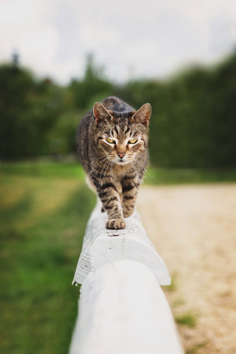 Kitty walking on the wooden fence