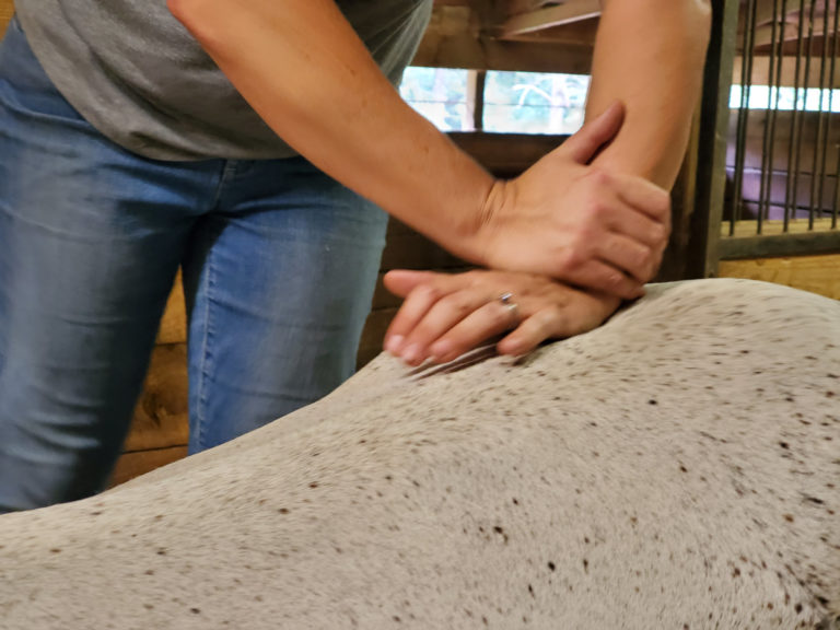 Examples of horses getting a chiropractic adjustment