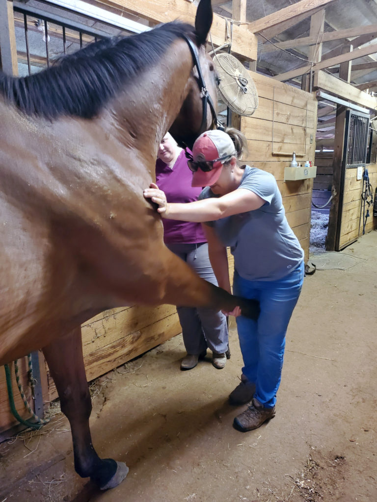 Examples of horses getting a chiropractic adjustment